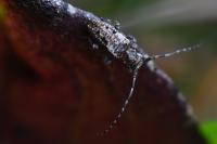 Pogonocherus decoratus