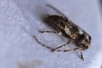 Pogonocherus decoratus