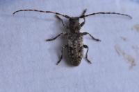 Pogonocherus decoratus