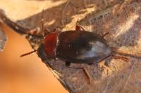 Nalassus laevioctostriatus