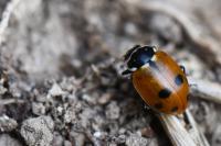 Hippodamia variegata