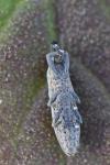 Lixus ochraceus