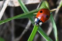 Adalia bipunctata