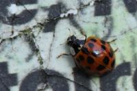 Harmonia axyridis