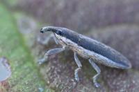 Lixus ochraceus