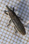 Lixus ochraceus