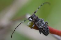 Pogonocherus decoratus