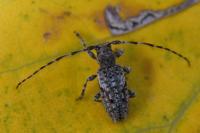 Pogonocherus decoratus