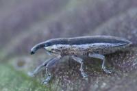 Lixus ochraceus