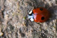 Adalia bipunctata