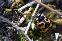 Harmonia axyridis