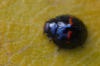 Chilocorus bipustulatus