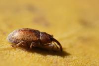 Dorytomus