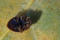 Aphidecta obliterata