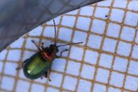 Crepidodera aurata