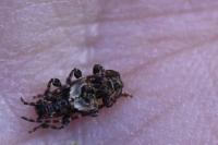 Pogonocherus hispidus