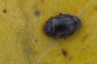 Scymnus