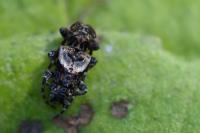 Pogonocherus hispidus