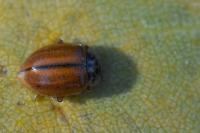 Aphidecta obliterata