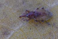 Dorytomus