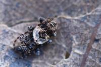 Pogonocherus hispidus