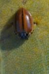 Aphidecta obliterata