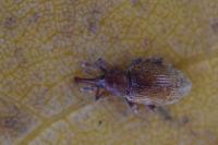 Dorytomus