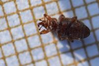 Dorytomus