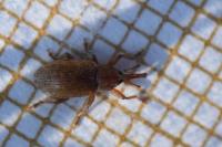 Dorytomus