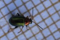 Crepidodera aurata