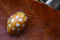 Halyzia sedecimguttata