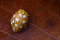 Halyzia sedecimguttata