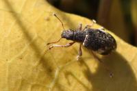 Polydrusus sparsus