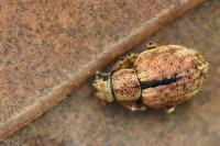 Strophosoma melanogrammum