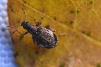 Polydrusus sparsus