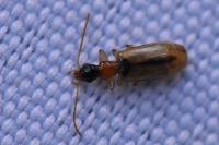 Demetrias atricapillus