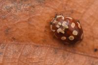 Myrrha octodecimguttata