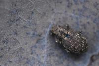 Strophosoma capitatum