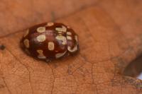 Myrrha octodecimguttata