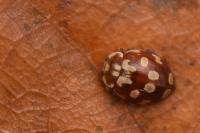 Myrrha octodecimguttata