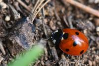 Coccinella septempunctata