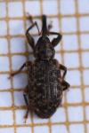 Dorytomus