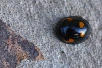 Exochomus quadripustulatus