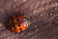 Harmonia quadripunctata