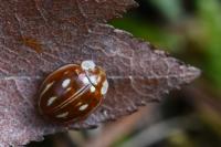 Myzia oblongoguttata
