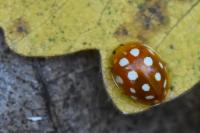 Halyzia sedecimguttata