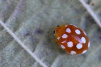 Vibidia duodecimguttata
