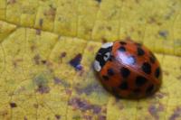Harmonia axyridis