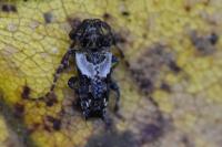 Pogonocherus hispidus