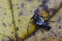 Pogonocherus hispidus